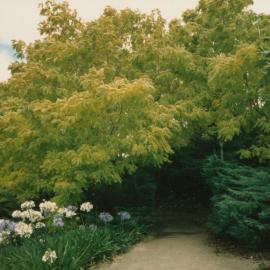 Landscaping around pathway