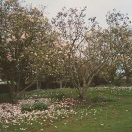 Magnolia trees on Hamilton campus