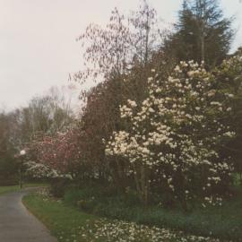 Flowering trees on Hamilton campus
