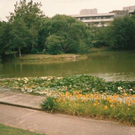 Lily pads on Chapel Lake