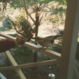 Feeding a bird