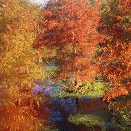 Swamp trees 01