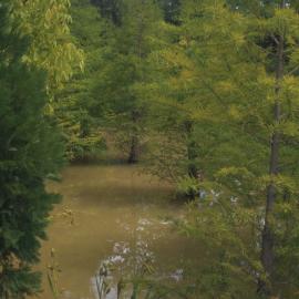 Swamp trees in a lake