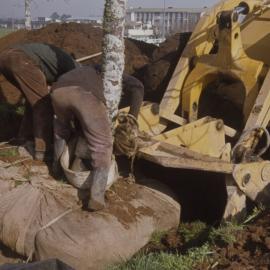 Relocating mature trees on Hamilton campus 01