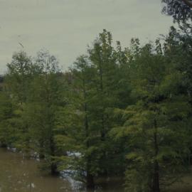 Swamp trees 02