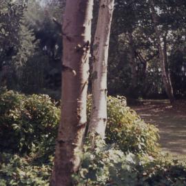 Tree planting on Hamilton campus