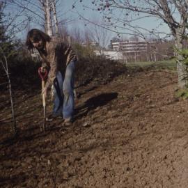 Grounds staff planting trees on Hamilton campus 02