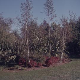Hamilton campus plantings 08