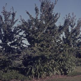 Hamilton campus plantings 09