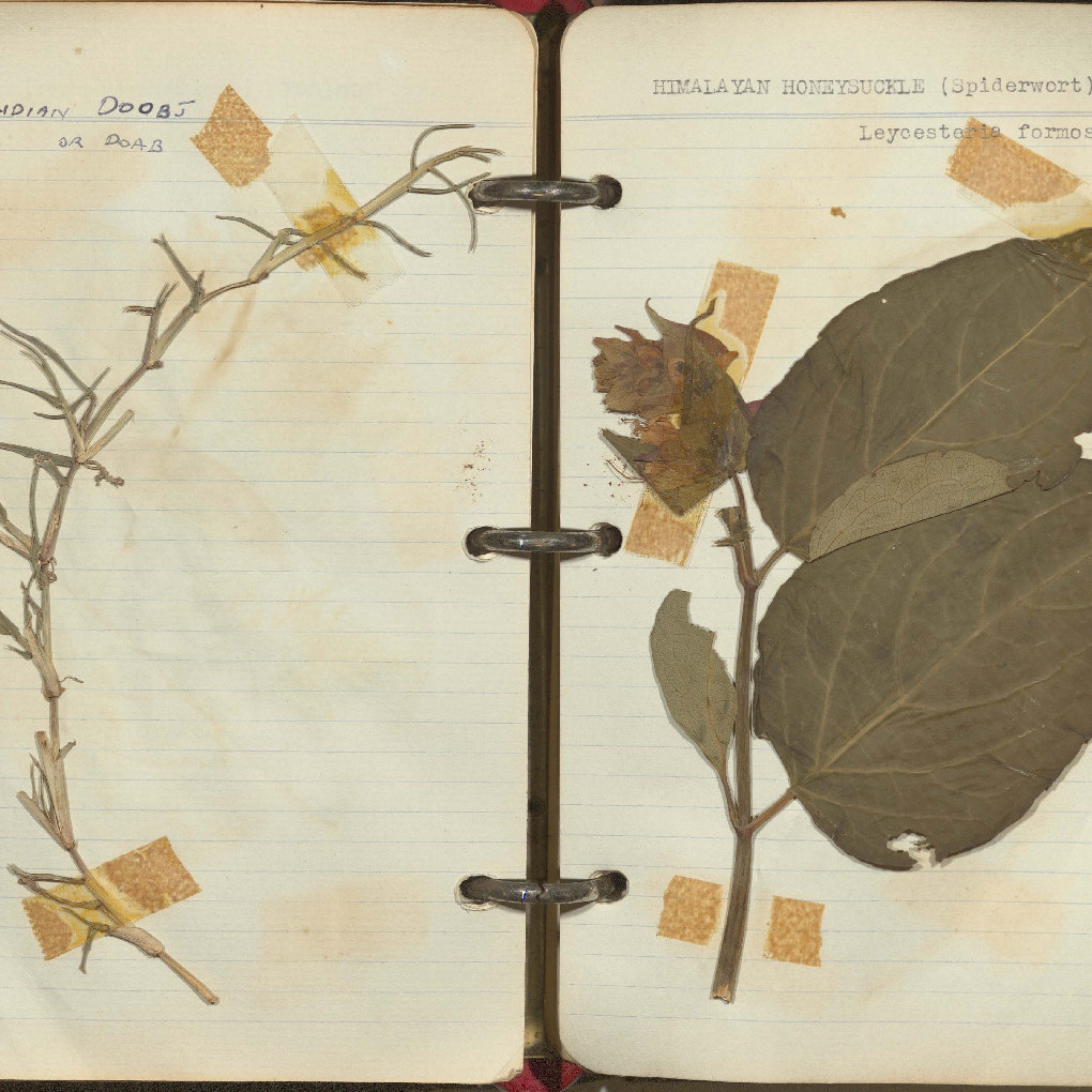 Scrapbook of dried plants and flowers