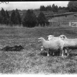Farm dog herding sheep