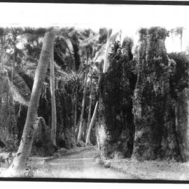 Scenery shot with road or driveway and palm trees probably overseas