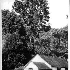 Acacia Cottage, Cornwall Park, Auckland