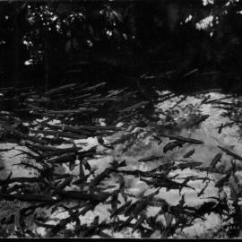 Trout in Fairy Springs Rotorua New Zealand postcard 