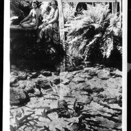 Trout in Fairy Springs Rotorua New Zealand