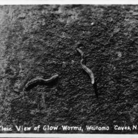 Close view of Glow Worms Waitomo Caves