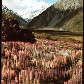 Mount Cook view from the Hermitage