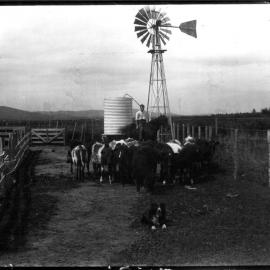 Windmill on Tainui Farm Ranstead Bros. Matangi
